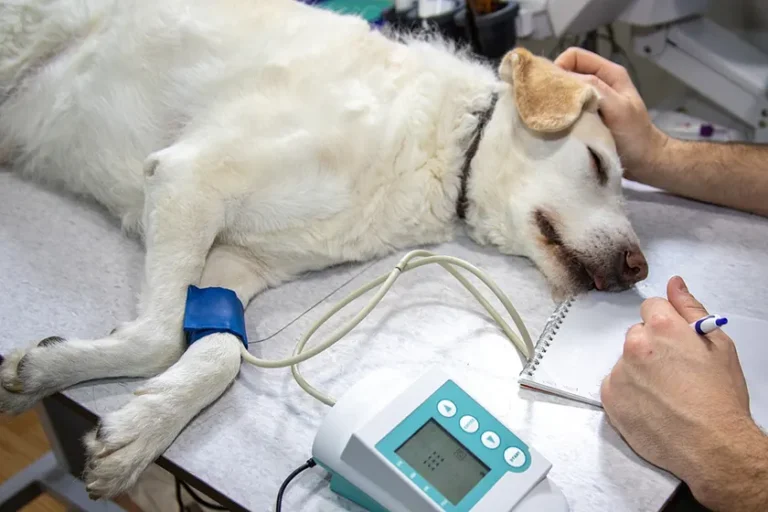 Clinica Veterinaria Parco delle Sabine Roma