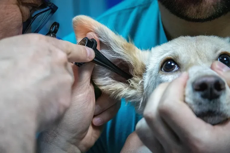Clinica Veterinaria Parco delle Sabine Roma