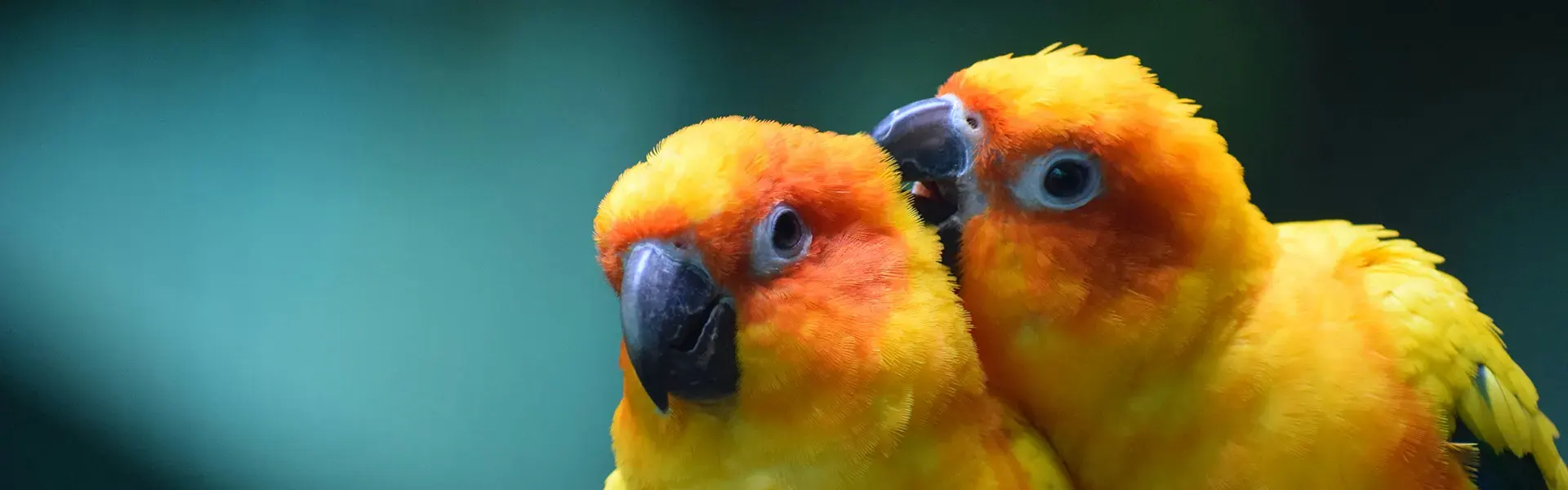 Clinica Veterinaria Parco delle Sabine